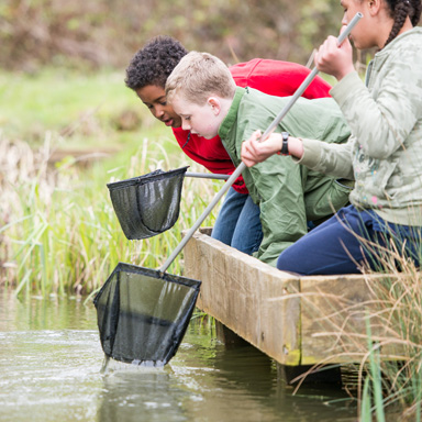 Pond dipping image