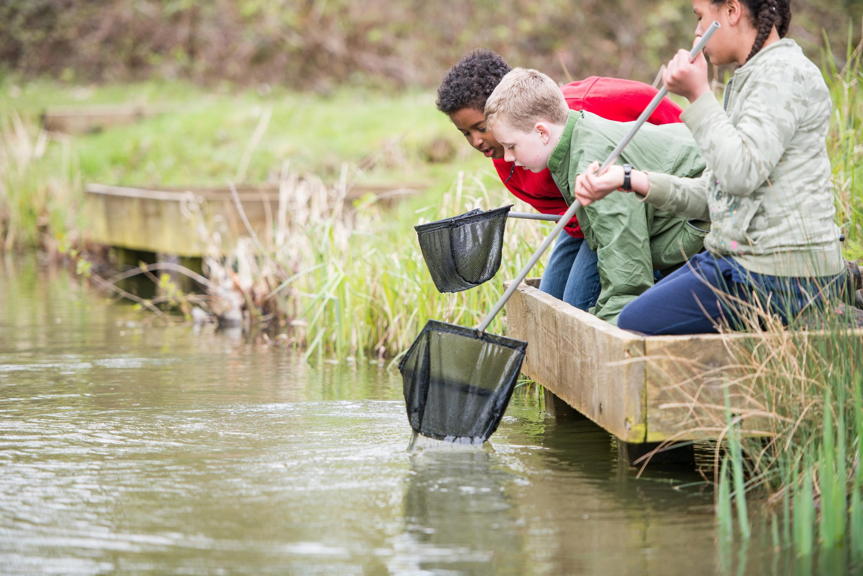 Pond dipping activity