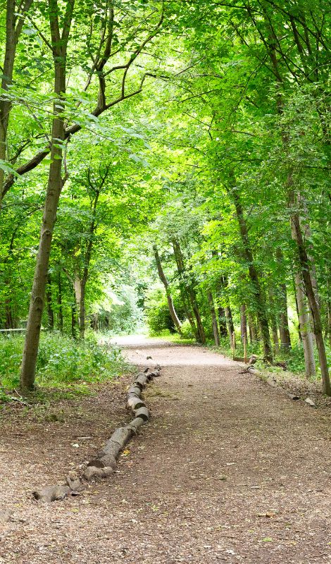 woodland scene at Gilwell Park